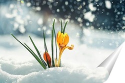   Постер нежный желтый цветок подснежника крокус пробивается из под снега в весеннем парке