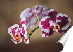  Ветка цветущего кораллового дерева
