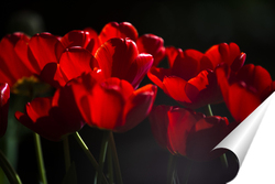   Постер красные тюльпаны