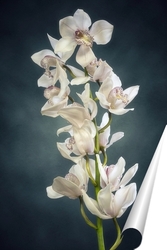   Постер Ветка орхидеи цимбидиум