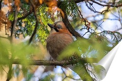  Blackbird (Turdus Merula) singing in a tree