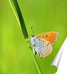  Голубянка Икар (Polyommatus icarus)