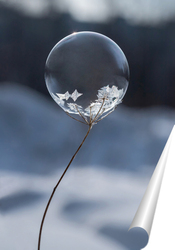   Постер Замёрзший  мыльный пузырь на растении