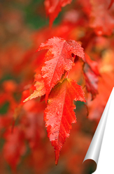   Постер Осенние листья клёна