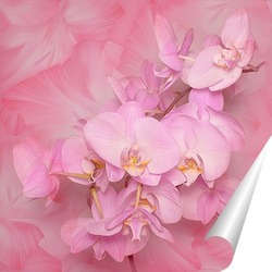   Постер Прекрасная орхидея