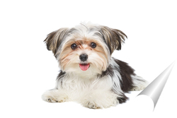   Постер Puppy Maltese lapdog isolated on white background.