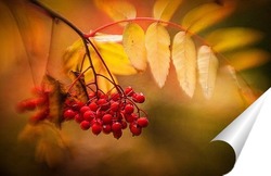  Красные листья на фоне осеннего леса
