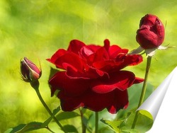  Розы в розовом