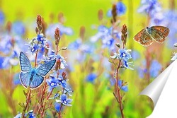  Бабочки - Цветочки