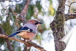  Щегол, Кардуэлис кардуэлис, взгромоздившийся на деревянную жердочку на размытом естественном фоне