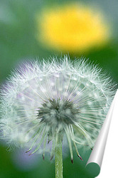  Dandelion seed pod in a beautiful background