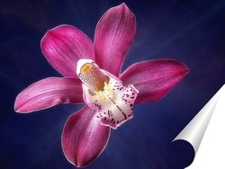   Постер Цветок орхидеи цимбидиум