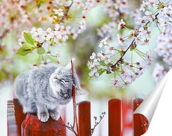  кошка и вишня