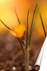  Подснежник – первый цветок весны