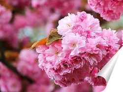  Праздник цветения сакуры