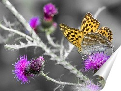  Бабочка на желтом цветке
