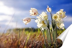  Маленький букетик первых подснежников.