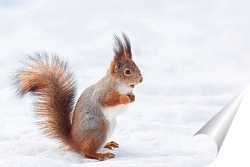  Red squirrel sitting on a tree branch in winter forest and nibbling seeds on snow covered trees background.