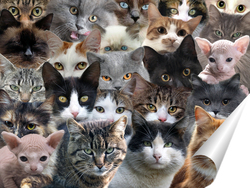   Постер Очень много кошек