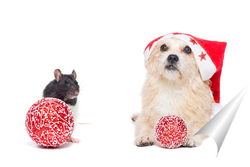  cute red with white dog mongrel on a winter background