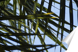   Постер Листочки пальмы