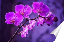   Постер Ветка орхидеи Золушка