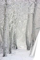   Постер Дорога в зимнем лесу