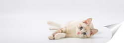   Постер Beautiful young British cat with blue eyes on a white background