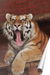   Постер амурский тигр