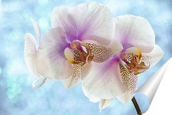  Нежная орхидея