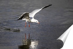   Постер Касаясь воды