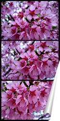   Постер Цветы розовой сакуры