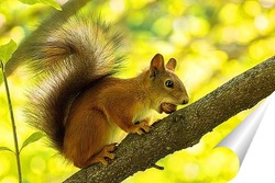   Постер Белка