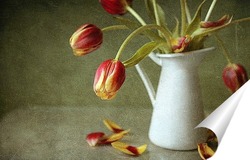  тюльпан (гербарий)