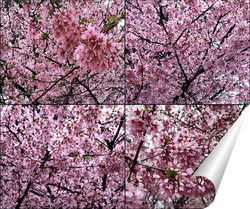   Постер Ветки цветущей сакуры