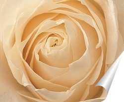  Цветок розы