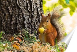  Red squirrel sits in the grass.