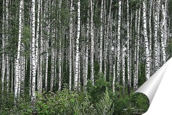   Постер молодость леса