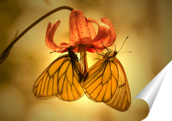   Постер Бабочка на лепестке лилии