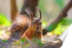  Red squirrel sitting on a tree branch in winter forest and nibbling seeds on snow covered trees background.