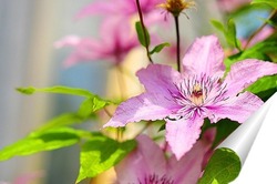  Крымский горошек