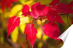  Осенние листья клёна