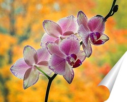   Постер Орхидея и осень