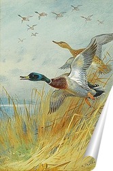  Мозаики Помпеи. Нильская мозаика. II в до н.э.