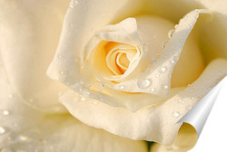  белые розы
