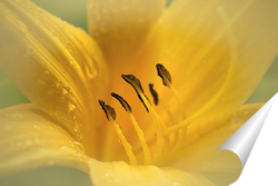   Постер Солнечный цветок