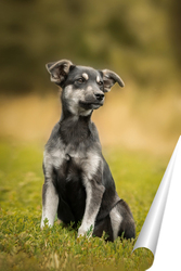   Постер Cute and alert black puppy sitting in lush green grass