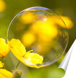   Постер Мыльный пузырь на цветке