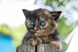   Постер A small kitten on the fence