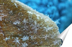  Замёрзший мыльный пузырь на веточке сухого растения